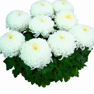 chryzantema wielkokwiatowa Agora Blanc