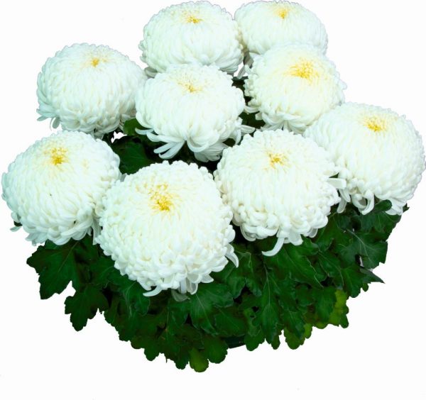 chryzantema wielkokwiatowa Agora Blanc