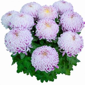 chryzantema wielkokwiatowa Agora Mauve
