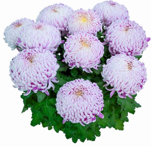 chryzantema wielkokwiatowa Agora Mauve