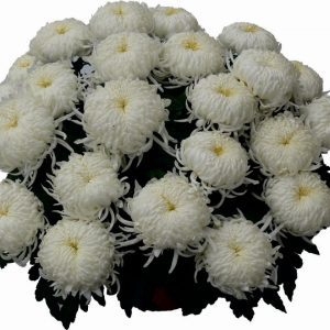 chryzantema Amanlys