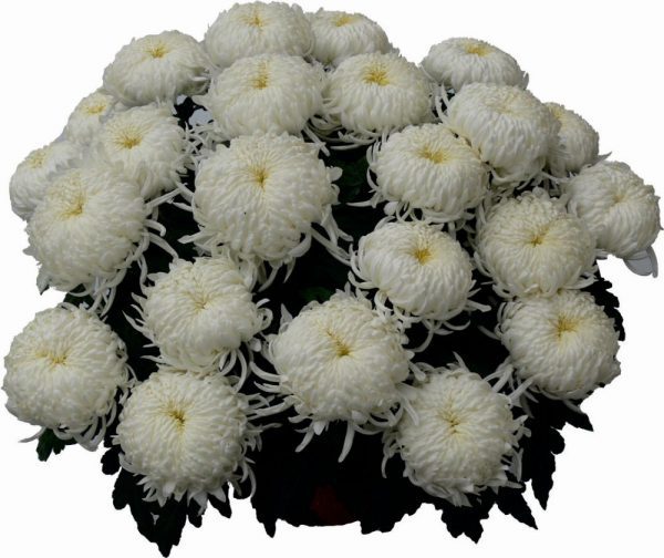 chryzantema Amanlys