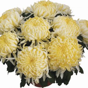 chryzantema Angelys Yellow