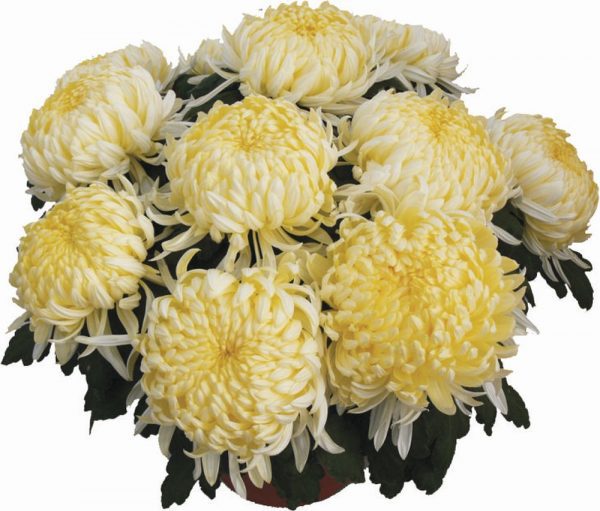 chryzantema Angelys Yellow