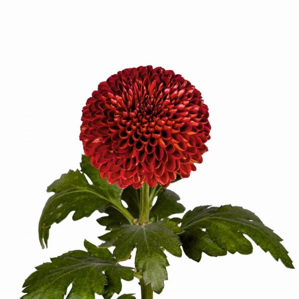 chryzantema Avron