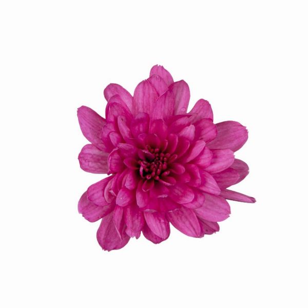 chryzantema drobnokwiatowa Branbeach Lilak
