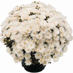 chryzantemy doniczkowe Branbeach White